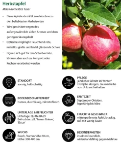 Dehner Obstbäume|Birnen- & Apfelbäume - Apfel-Duo 'Elstar/Gala' Rot