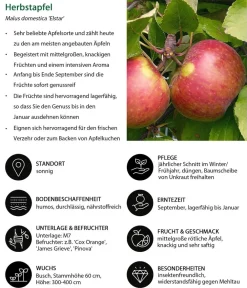 Dehner Apfel-Duo 'Elstar/James Grieve' Rot Best
