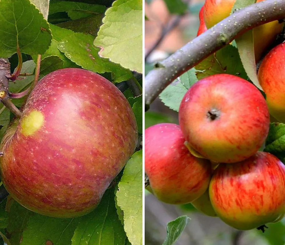 Dehner Apfel-Duo 'Elstar/James Grieve' Rot Best