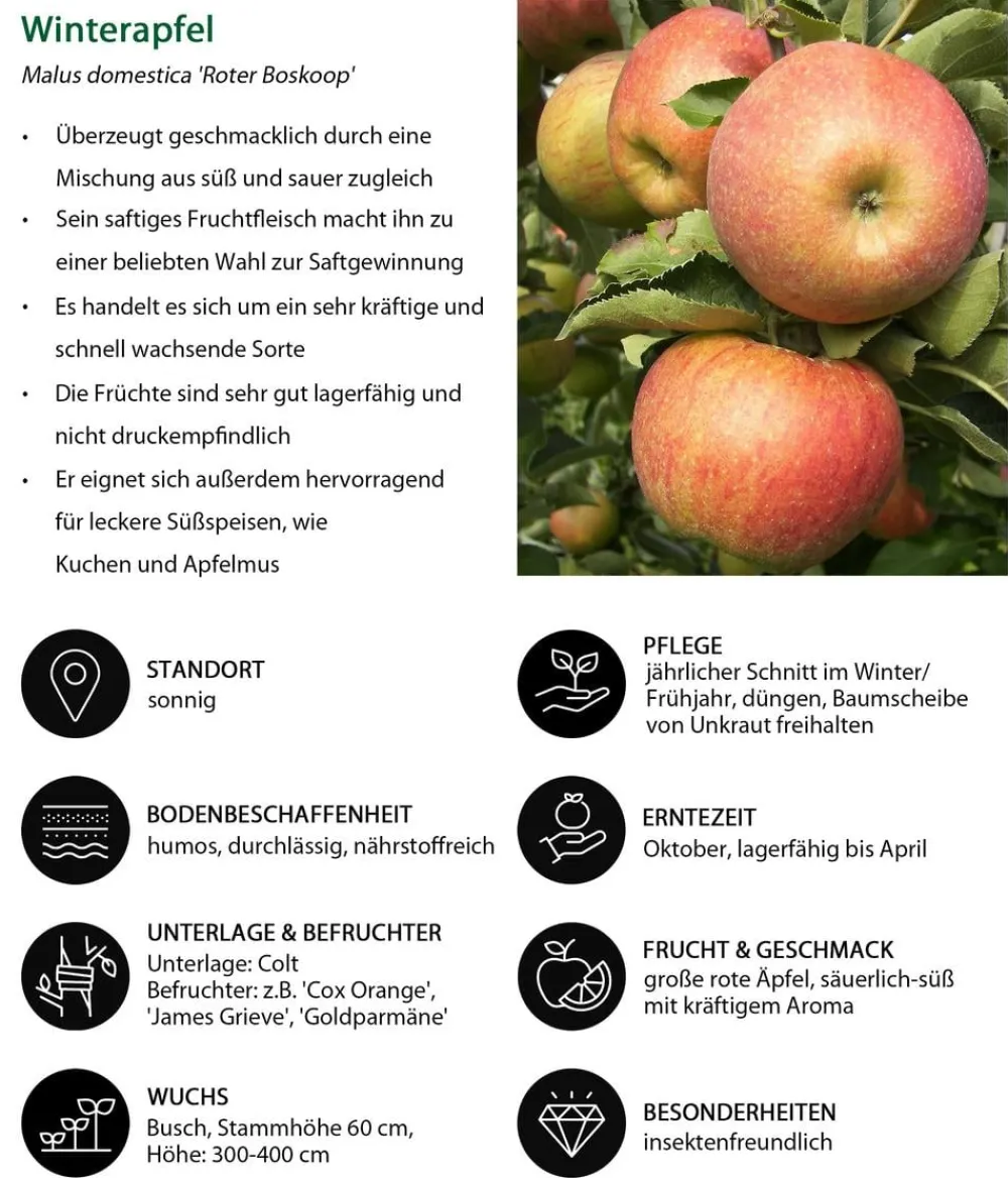 Dehner Obstbäume|Birnen- & Apfelbäume > Apfel-Duo 'Jonagold/Boskoop'