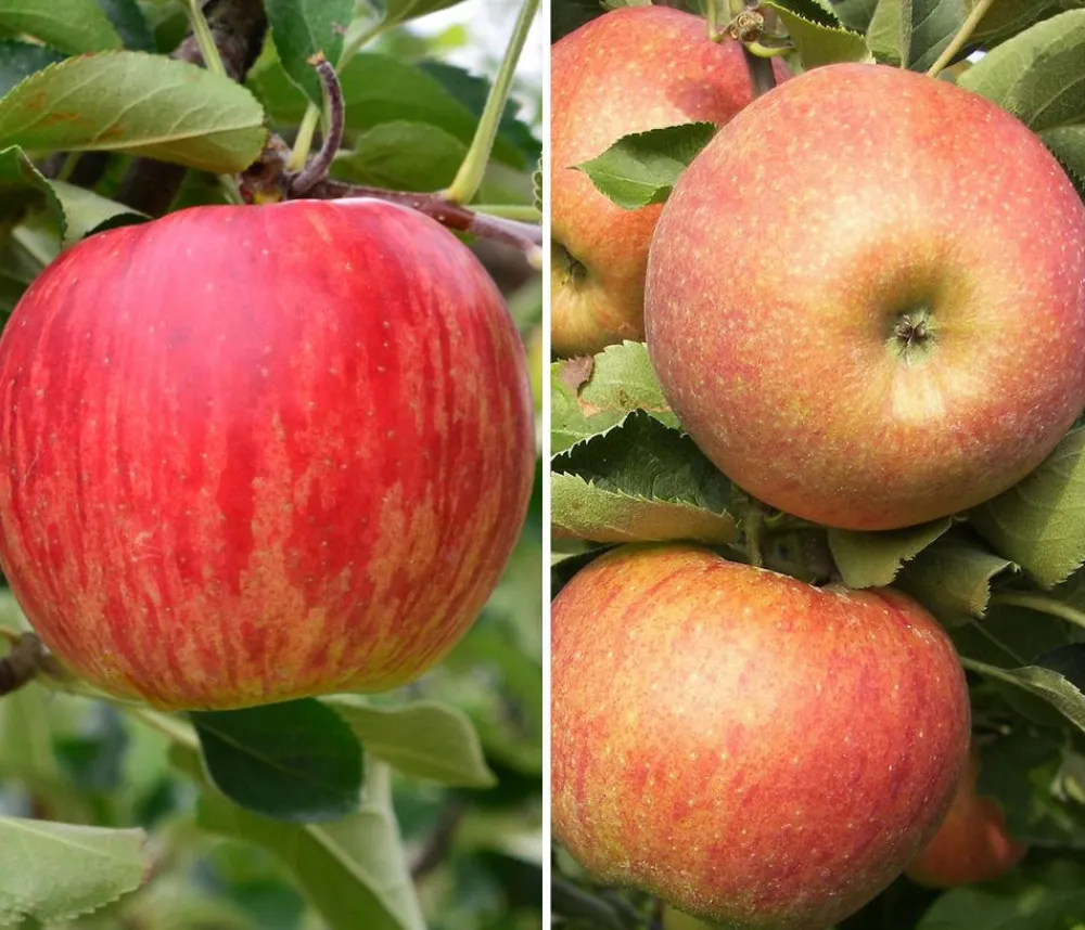 Dehner Obstbäume|Birnen- & Apfelbäume > Apfel-Duo 'Jonagold/Boskoop'