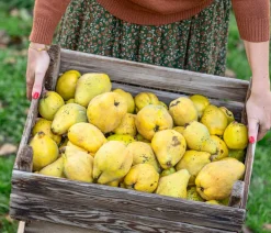 Dehner Nüsse & Besondere Obstbäume|Obstbäume > Apfelquitte