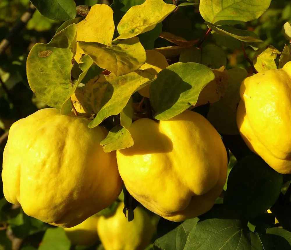 Dehner Nüsse & Besondere Obstbäume|Obstbäume > Apfelquitte