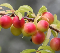 Dehner Aprikosen-Mirabelle 'Aprimira' Gelb