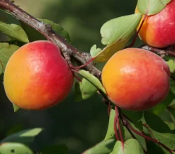 Dehner Obstbäume|Aprikosen- & Pfirsichbäume - Aprikose 'Orangered' Apricot