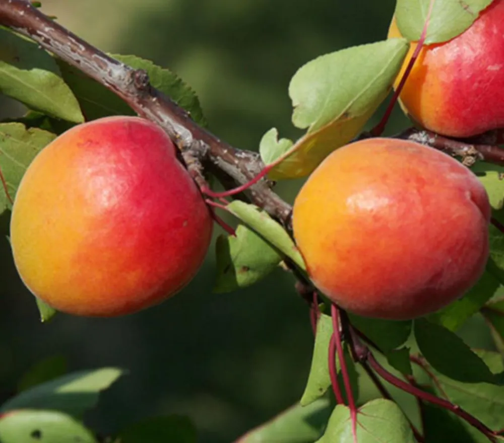 Dehner Obstbäume|Aprikosen- & Pfirsichbäume - Aprikose 'Orangered' Apricot