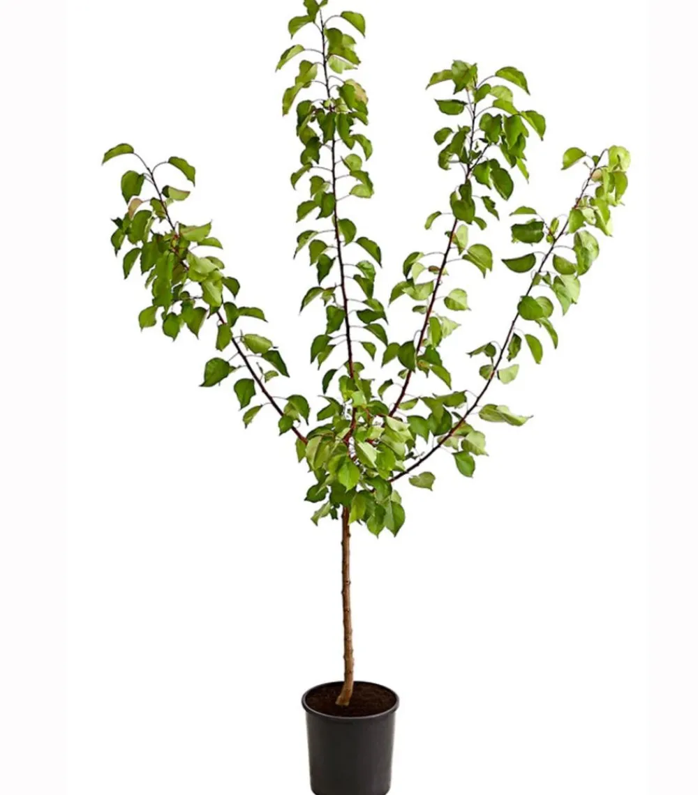 Dehner Aprikose 'Ungarische Beste' Apricot Outlet