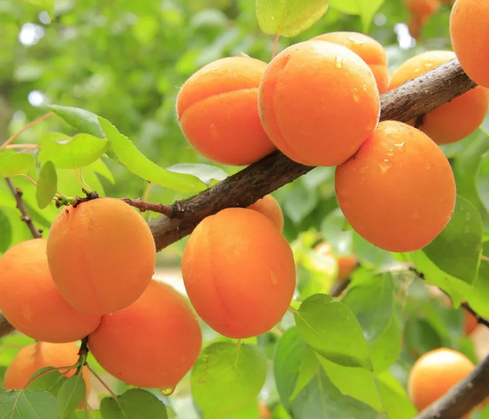 Dehner Aprikose 'Ungarische Beste' Apricot Outlet