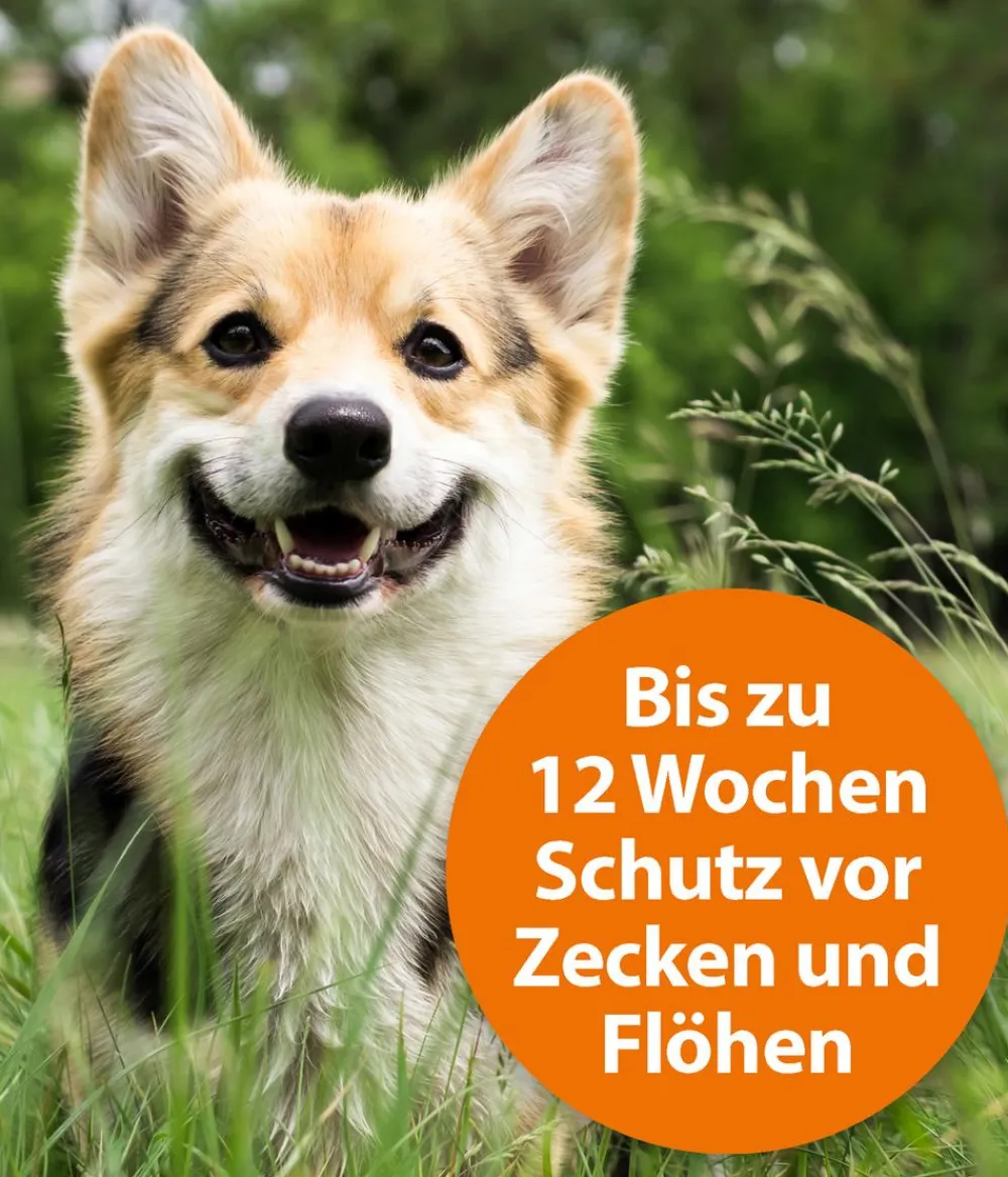 ARDAP® Ungezieferschutz|Hundepflege & Hygiene - Zecken- und Flohschutz Spot-On für kleine Hunde, 3 x 1 ml