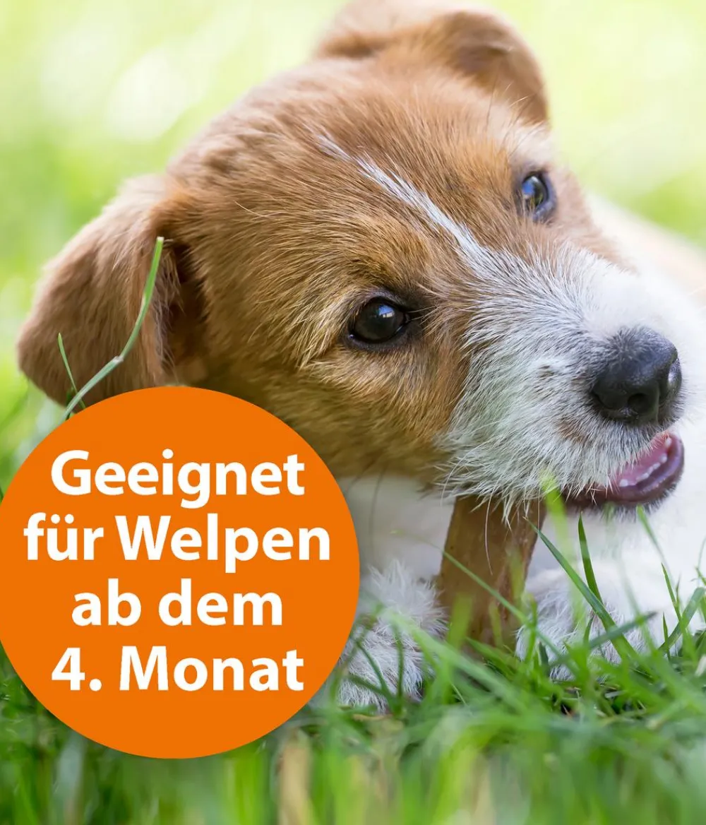 ARDAP® Ungezieferschutz|Hundepflege & Hygiene - Zecken- und Flohschutz Spot-On für kleine Hunde, 3 x 1 ml