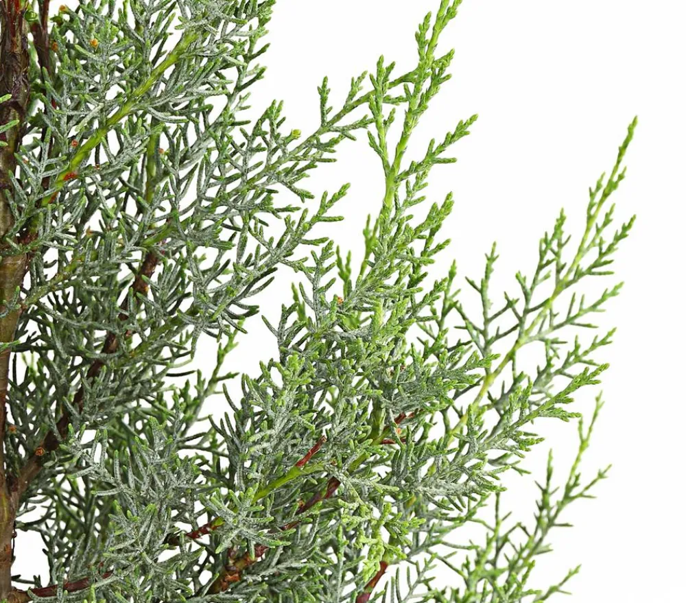 Dehner Winterharte Kübelpflanzen|Formgehölze > Arizona-Säulen-Zypresse 'Glauca'