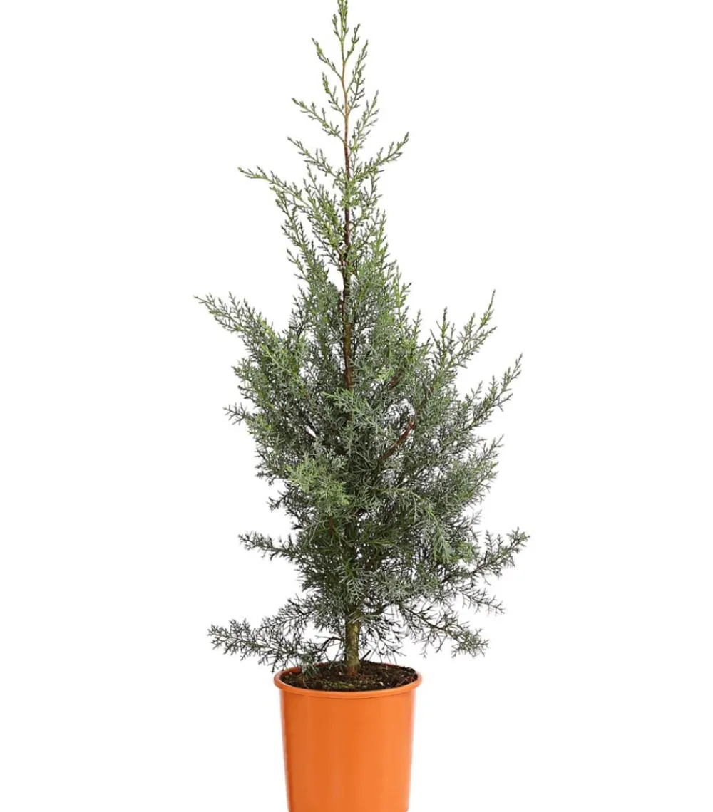 Dehner Winterharte Kübelpflanzen|Formgehölze > Arizona-Säulen-Zypresse 'Glauca'