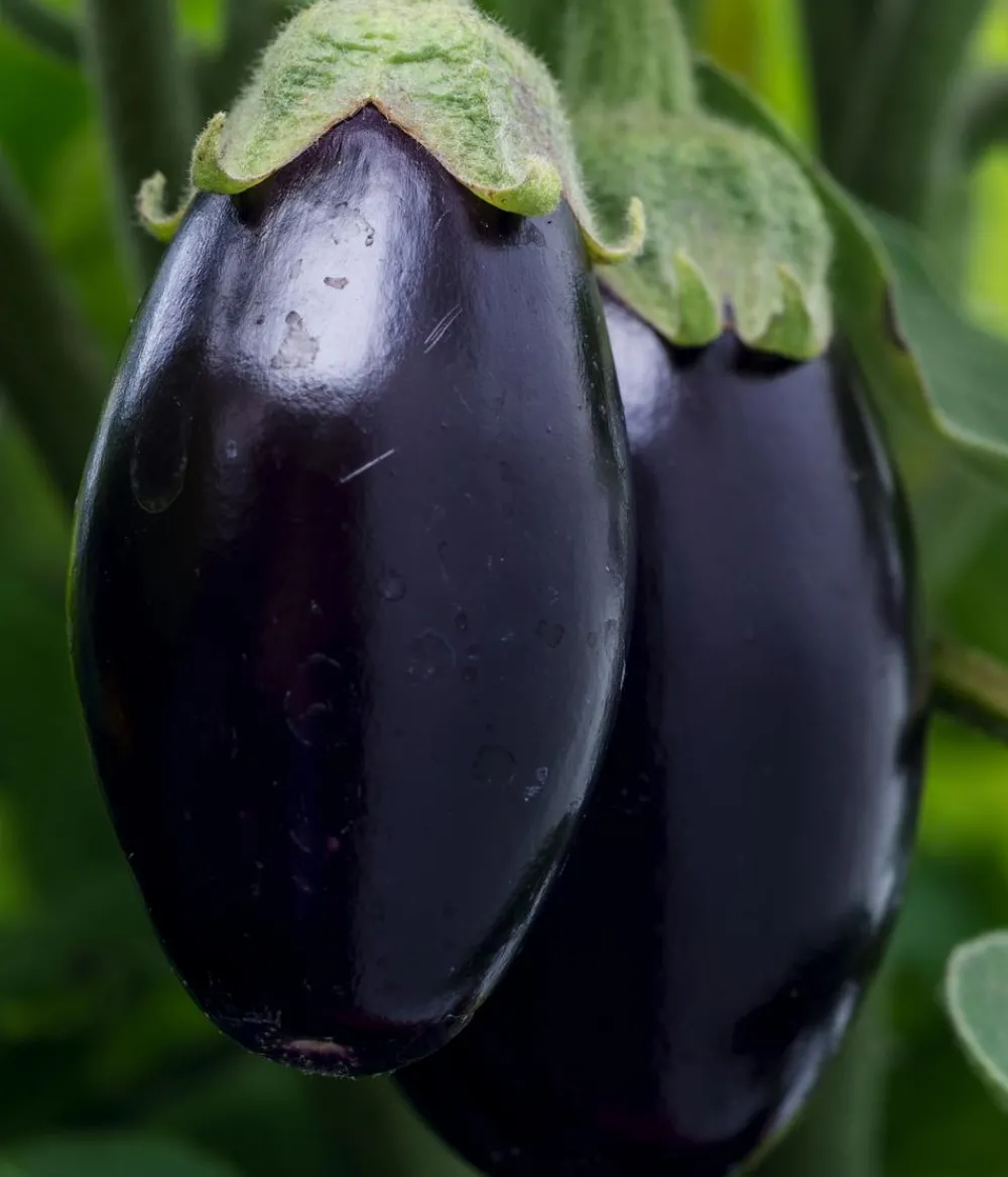 Dehner Aubergine Lila Best