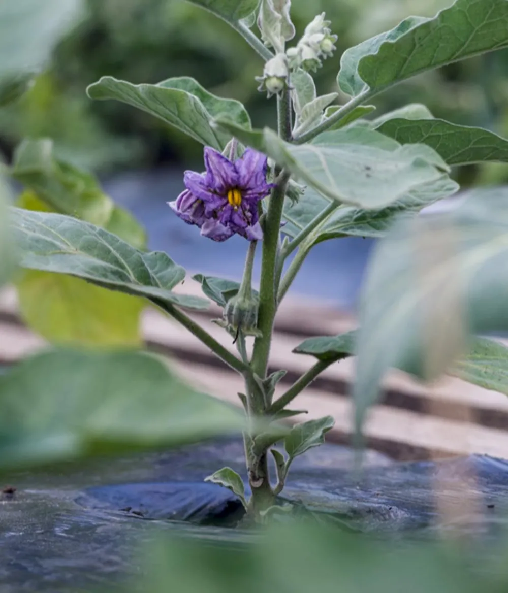 Dehner Aubergine Lila Best