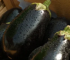 Dehner Aubergine Lila Best