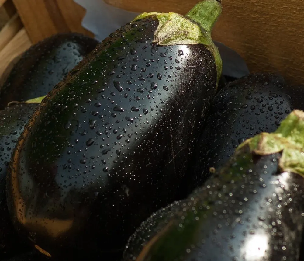 Dehner Aubergine Lila Best