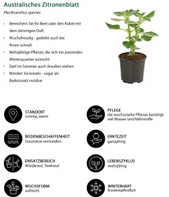 Dehner Australisches Zitronenblatt Grün Hot