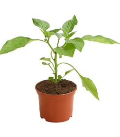 Dehner Peperoni- & Paprikapflanzen > Balkonpaprika