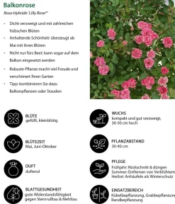 Dehner Rosen > Balkonrose 'Lilly Rose®'
