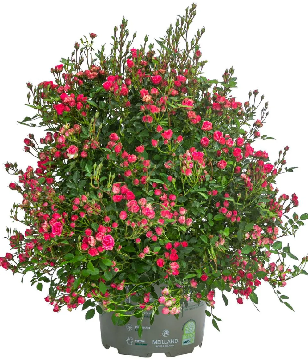 Dehner Rosen > Balkonrose 'Lilly Rose®'