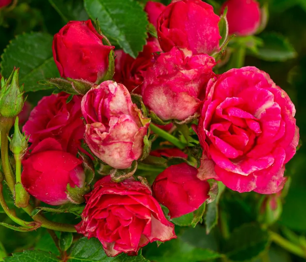 Dehner Rosen > Balkonrose 'Lilly Rose®'