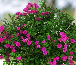 Dehner Rosen - Balkonrose 'Lilly Rose®' Rosa