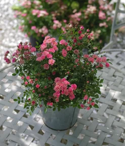 Dehner Rosen - Balkonrose 'Lilly Rose®' Rosa