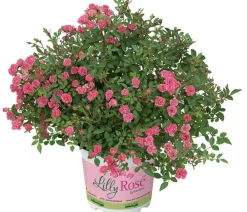 Dehner Rosen - Balkonrose 'Lilly Rose®' Rosa