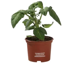 Dehner Balkontomate Rot Best