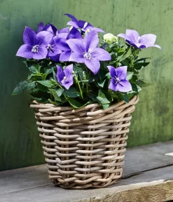 Dehner Terrassenpflanzen|Sommerblumen - Ballonblume Blau