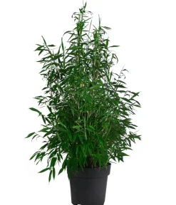 Dehner Bambus 'Winter Black' Grün Clearance