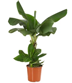 Dehner Terrassenpflanzen|Grünpflanzen > Banane