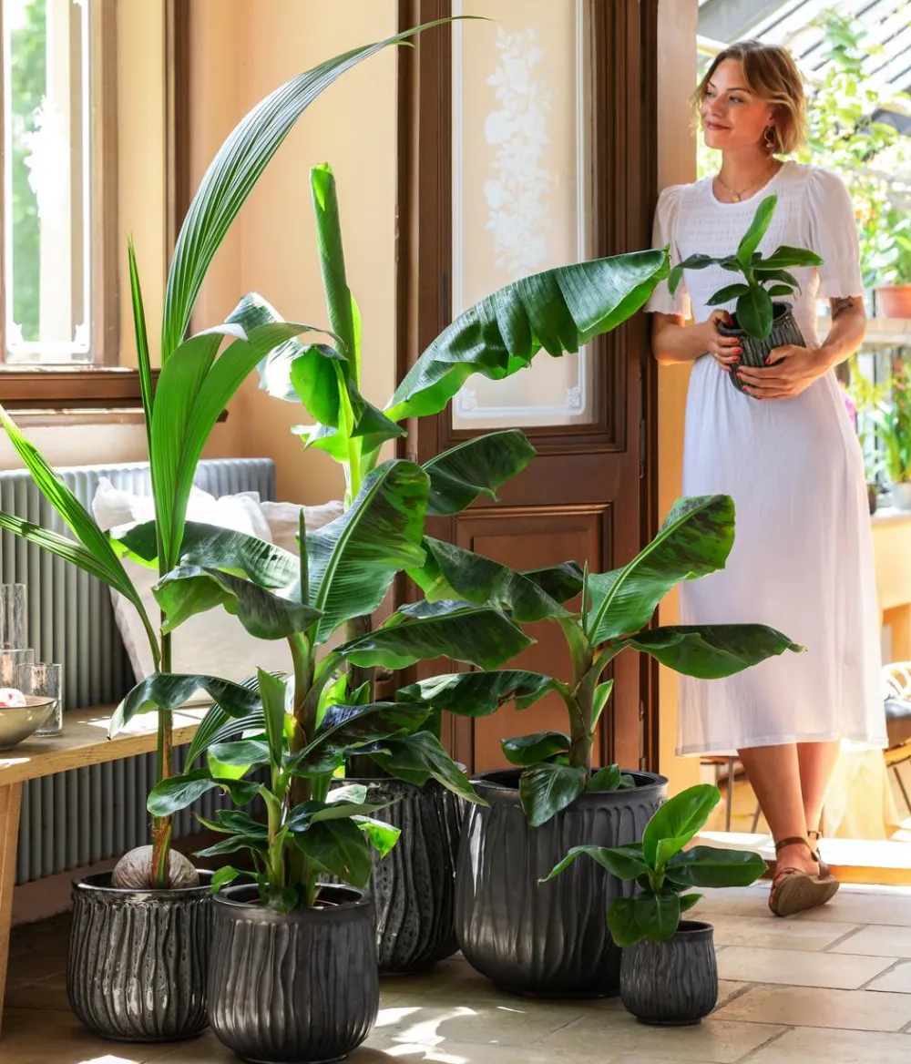 Dehner Terrassenpflanzen|Grünpflanzen > Banane