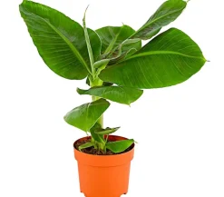 Dehner Banane Discount