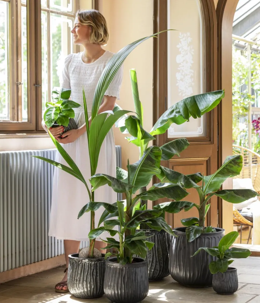 Dehner Banane 'Dwarf Cavendish' New