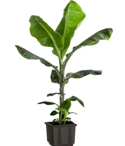 Dehner Banane 'Dwarf Cavendish' New