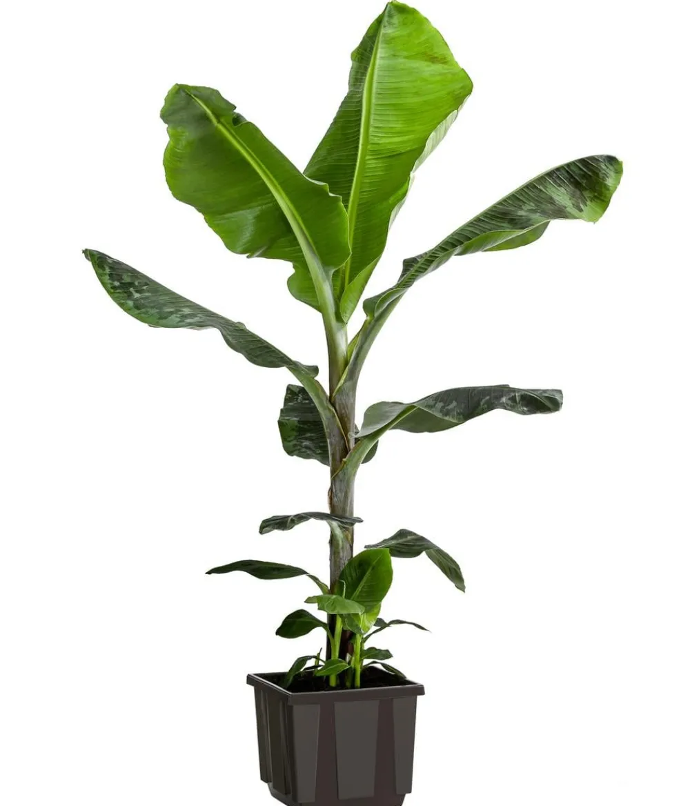 Dehner Banane 'Dwarf Cavendish' New