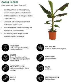 Dehner Grünpflanzen|Solitärpflanzen - Banane 'Dwarf Cavendish'