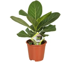Dehner Grünpflanzen - Banyanbaum - Ficus benghalensis 'Audrey' Grün