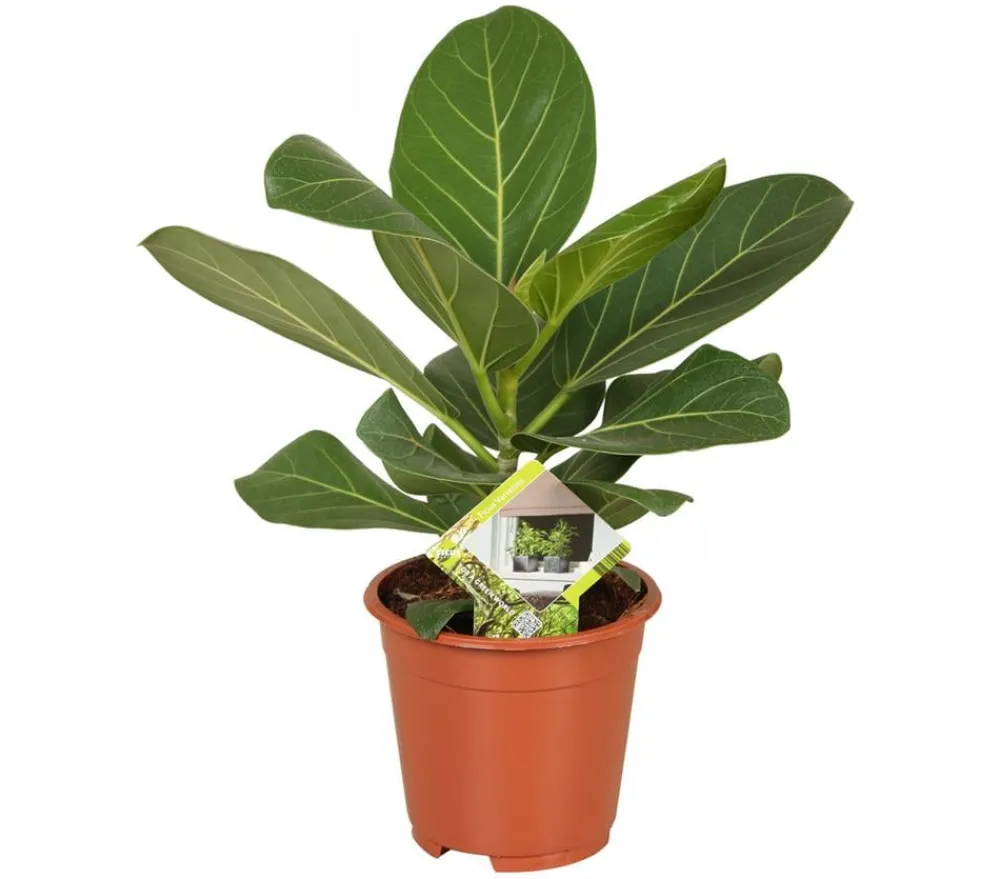 Dehner Grünpflanzen - Banyanbaum - Ficus benghalensis 'Audrey' Grün