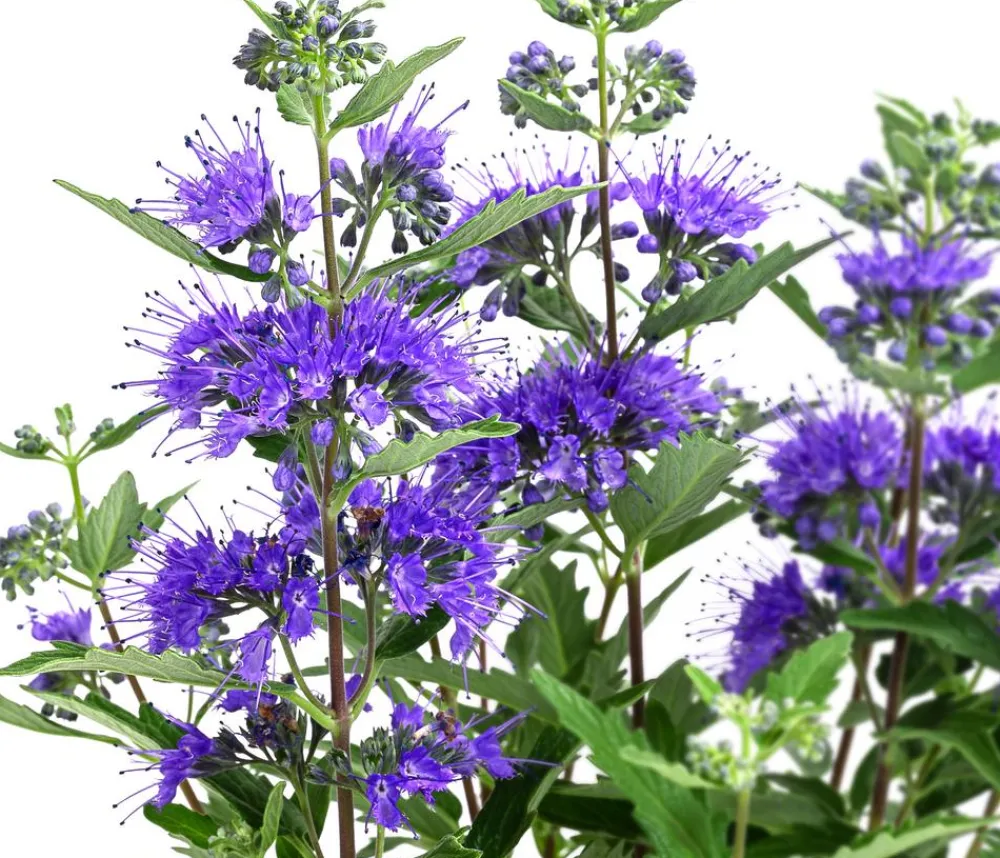 Blühende Sträucher > Bartblume 'Kew Blue'