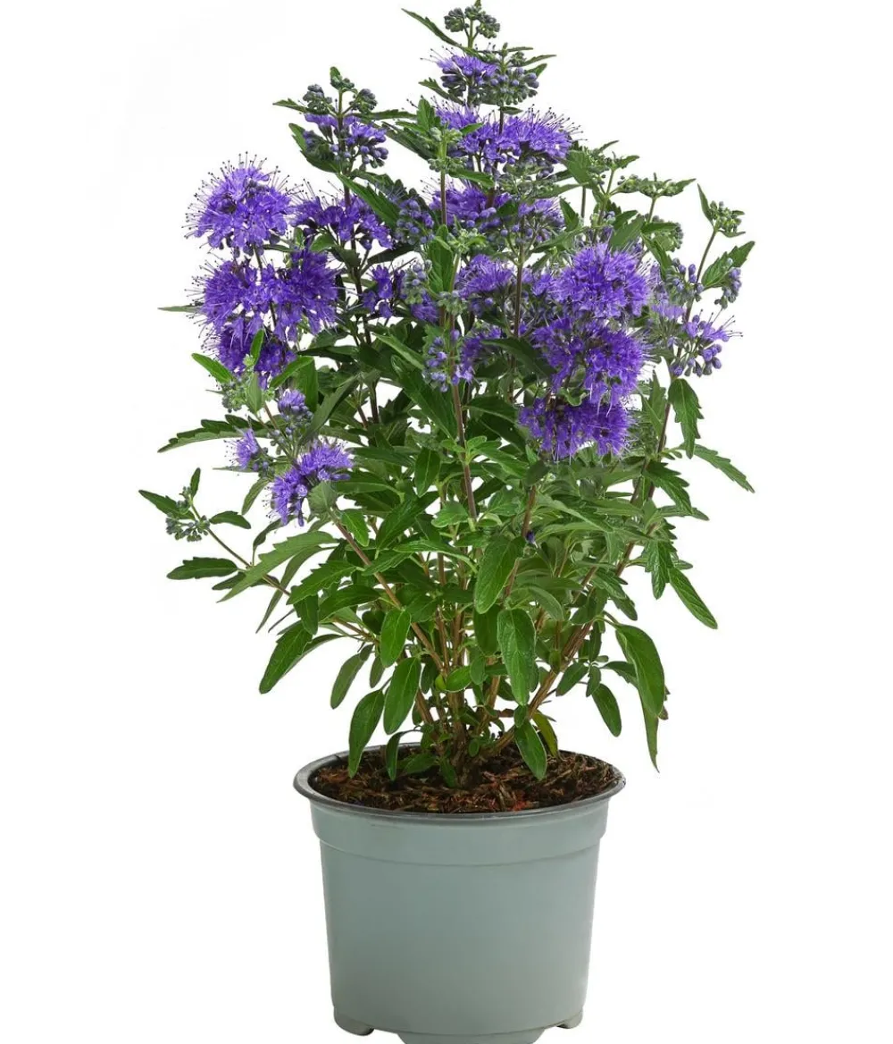 Blühende Sträucher > Bartblume 'Kew Blue'