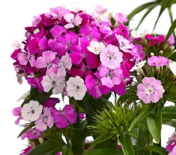 Dehner Bart-Nelke, verschiedene Farben, 6er-Schale Clearance