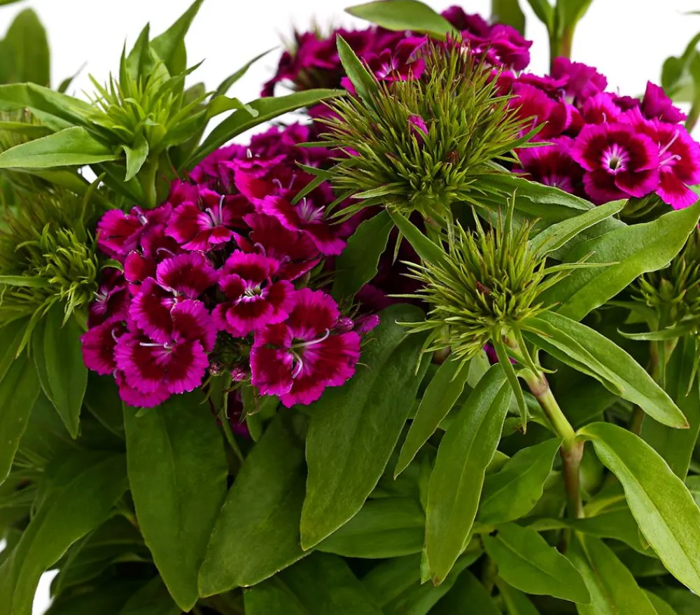 Dehner Bart-Nelke, verschiedene Farben, 6er-Schale Clearance