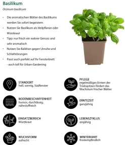 Dehner Garten- & Heilkräuter|Küchenkräuter > Basilikum