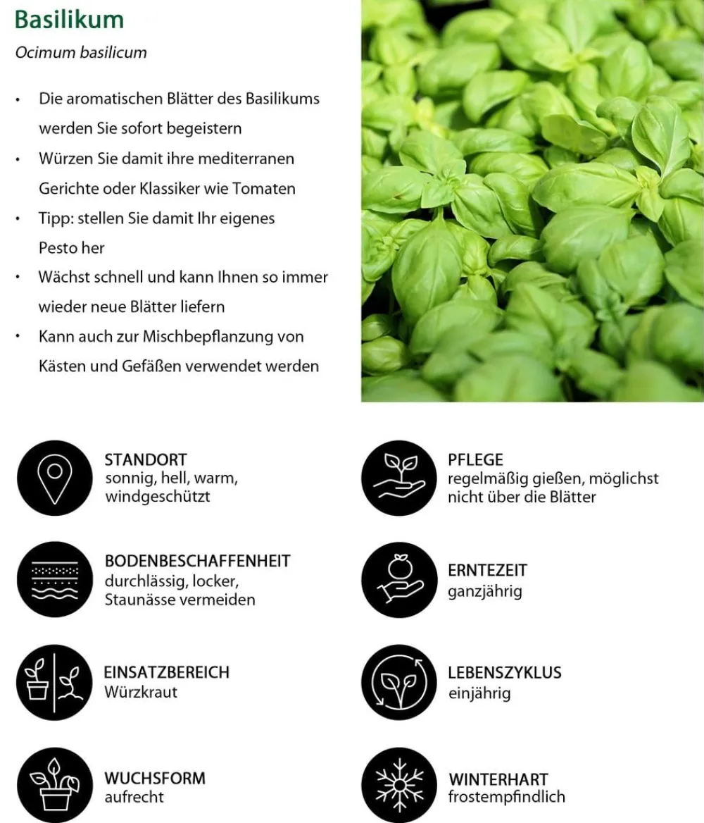 Dehner Garten- & Heilkräuter|Küchenkräuter > Basilikum, 6er Schale