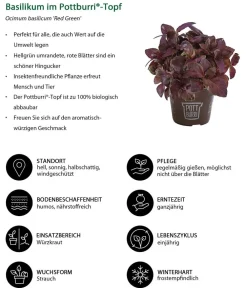 Dehner Garten- & Heilkräuter|Küchenkräuter > Basilikum 'Red Green' im Pottburri®-Topf