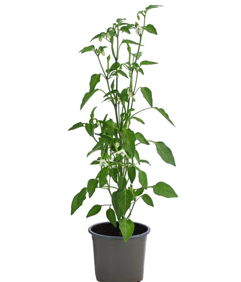 Dehner Basken-Peperoni Rot Sale