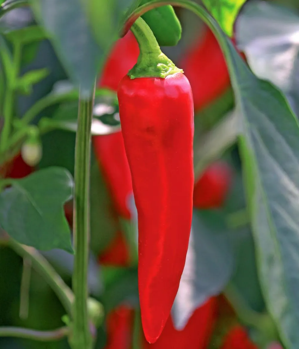 Dehner Basken-Peperoni Rot Sale