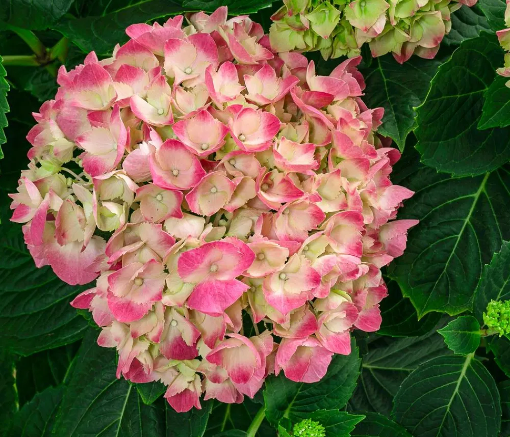 Dehner Hortensien|Blühende Sträucher > Bauern-Hortensie, ca. 45-55 cm